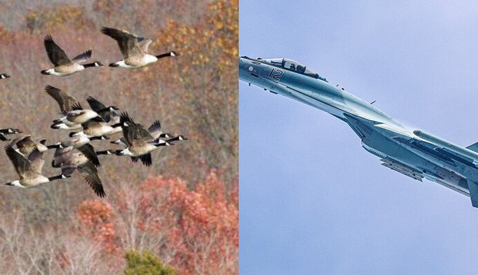 Пташку шкода, окупанта - ні: під Херсоном гуси 