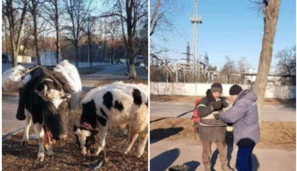 Житель Ирпеня выбрался из разбитого города с двумя коровами: фото