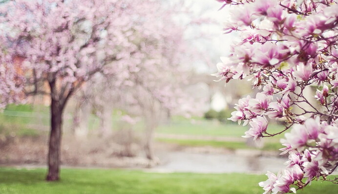 У Києві помітно потеплішає: прогноз погоди на початок квітня