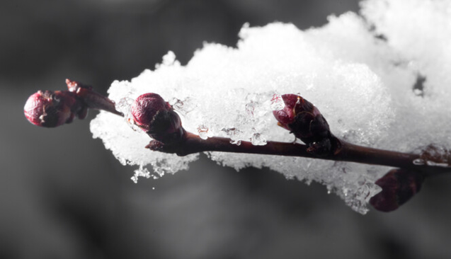 Зимо, зупинись! Українцям пообіцяли сніг у квітні, названо дату