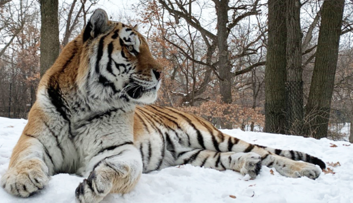 Может это знак? В США умер 12-летний амурский тигр по кличке Путин