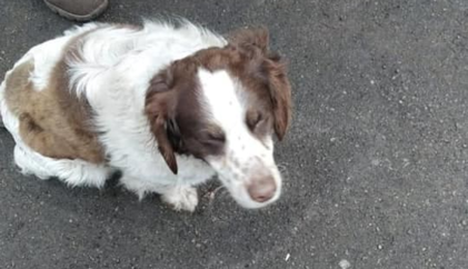 ​Рятують братів менших: на Луганщині прикордонники створили міні-зоопарк, фото