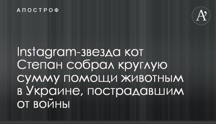 Instagram-звезда кот Степан собрал круглую сумму помощи животным в Украине, пострадавшим от войны
