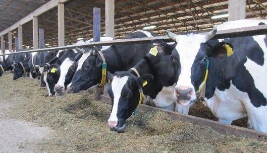 Русские нацисты под Харьковом разбомбили коровник: погибли сотни животных