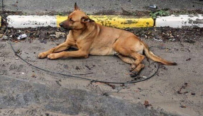 Хатіко з Бучі: зворушливе фото собаки поряд із убитим окупантами господарем