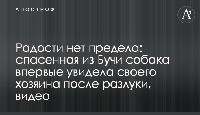 Радості немає межі: врятований з Бучі собака вперше побачив свого господаря після розлуки, відео