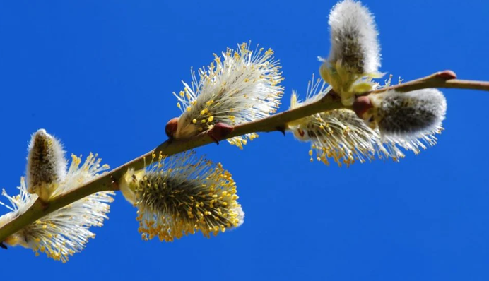 Окончательная победа весны: на Благовещение температура поднимется до +20