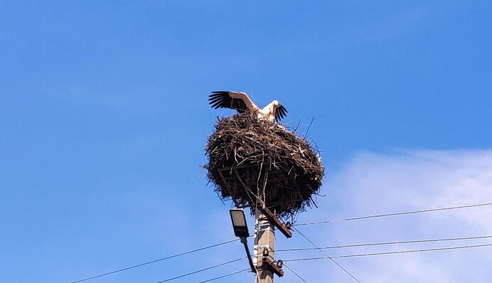 Оккупанты бежали из Демидова: в город возвращаются мирные жители и аисты