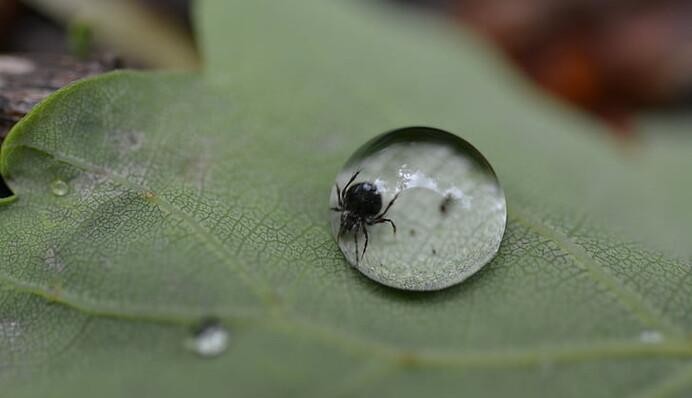 Что делать, если укусил клещ: врач дала 10 важных советов