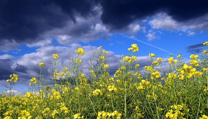 ​В Україну йде похолодання: синоптик уточнила прогноз погоди