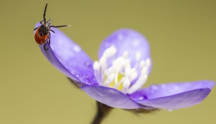 Как вытащить клеща в домашних условиях, чтобы не занести инфекцию