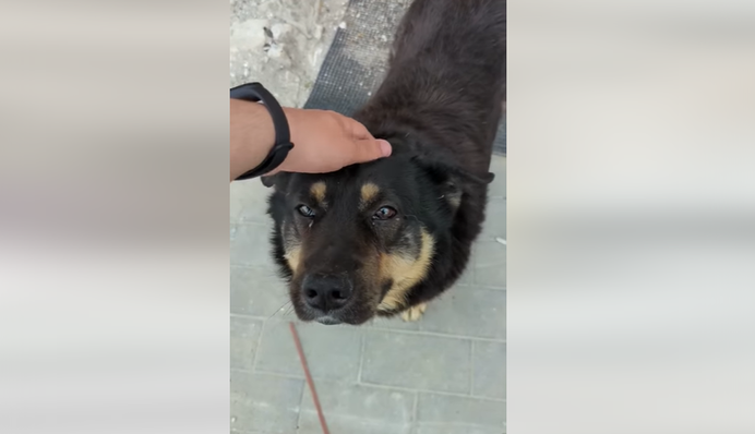 Бородянський Хатико: вірний пес два місяці чекає на господарів біля зруйнованого будинку