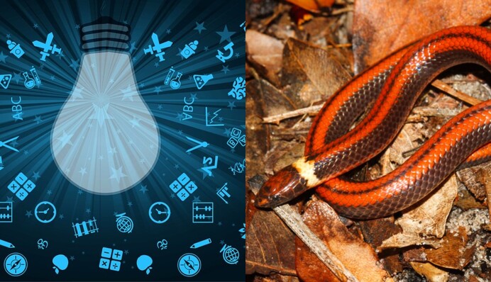 Наткнулись случайно: в Парагвае обнаружили новый вид змей, как они выглядят