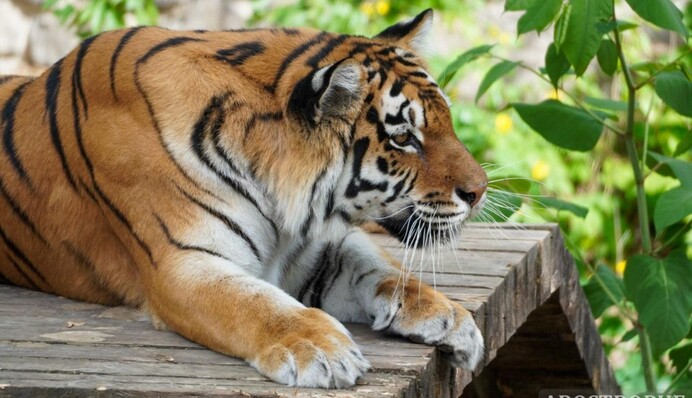 Зоопарк у Києві знову розквітає після боїв за столицю: ексклюзивні фото