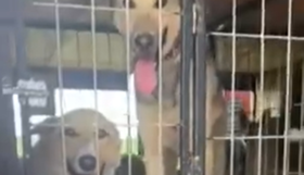 Українка допомагає собакам знайти новий дім за кордоном, відео