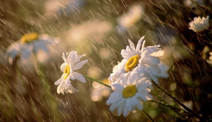 В первый день лета ожидается много дождей и гроз: прогноз погоды на 1 июня