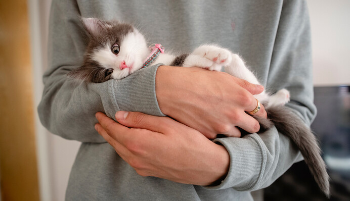 Врач назвала 18 болезней, которыми можно заразиться от животных