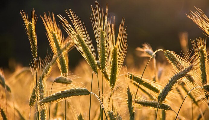 ​Россия нашла неожиданного покупателя на краденное в Украине зерно