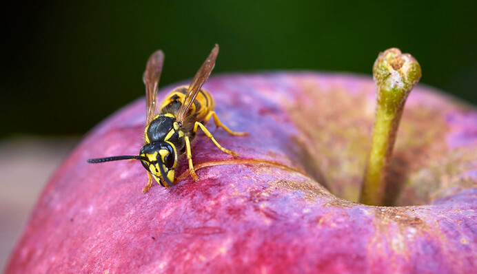 Как защититься от насекомых летом и чем убрать боль и зуд от укуса