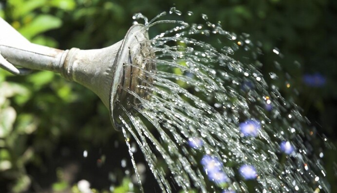 Уход за огородом летом: основные ошибки при поливе в жару