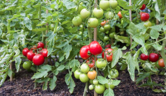 Как правильно выращивать огурцы и помидоры: полезные советы