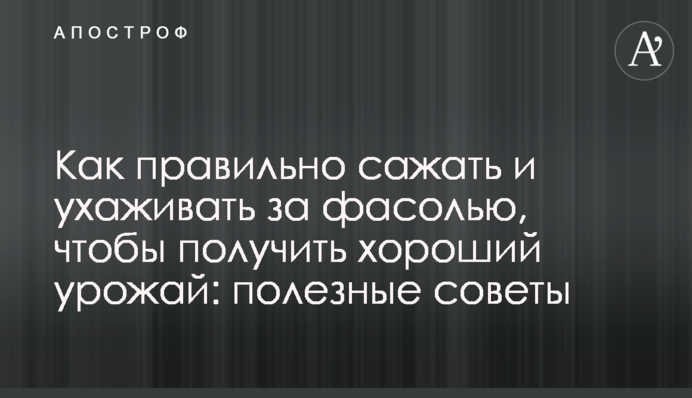 Как правильно сажать и ухаживать за фасолью, чтобы получить хороший урожай: полезные советы