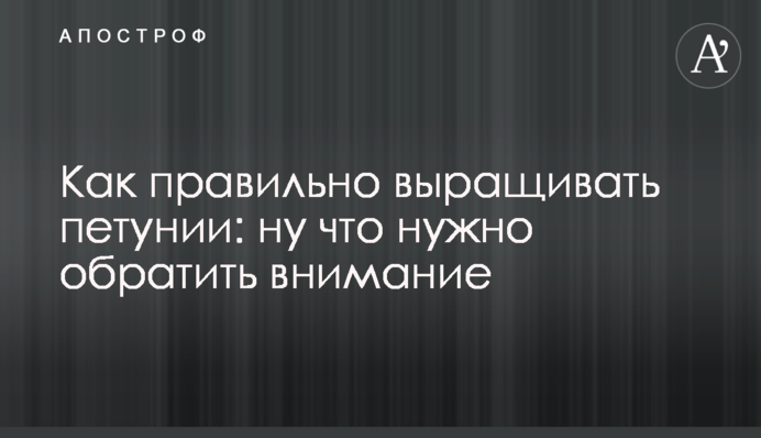 Как правильно выращивать петунии: на что нужно обратить внимание