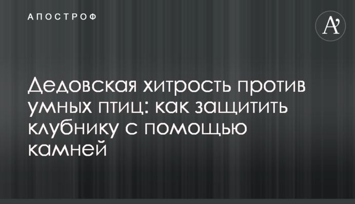 Дедовская хитрость против умных птиц: как защитить клубнику с помощью камней