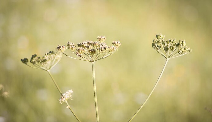 Особливо небезпечно для дітей: лікар розповіла про рослину, яка спричиняє сильні опіки
