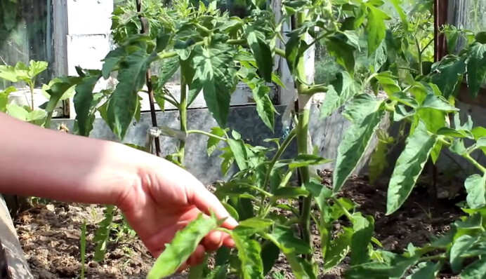 Сколько томатам нужно 