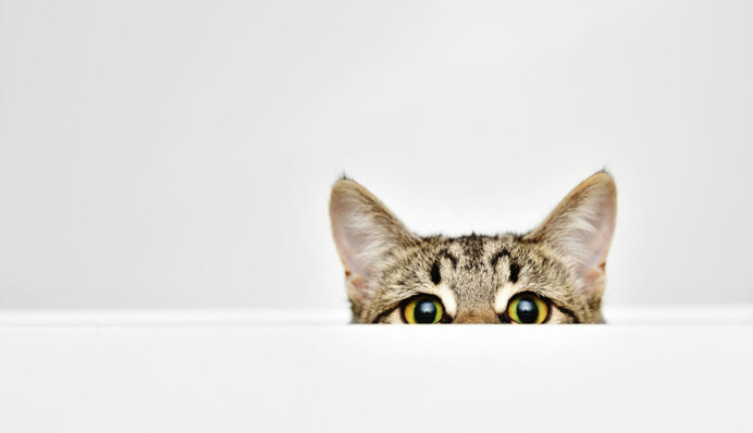 Делікатність їм незнайома: чотири знаки Зодіаку вивідують чужі таємниці