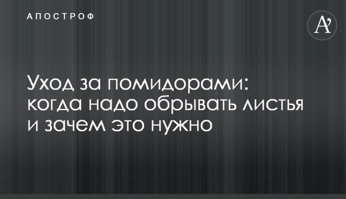 Уход за помидорами: когда надо обрывать листья и зачем это нужно