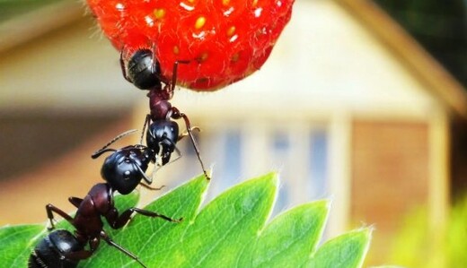 Як назавжди позбутися мурах у домі та на городі