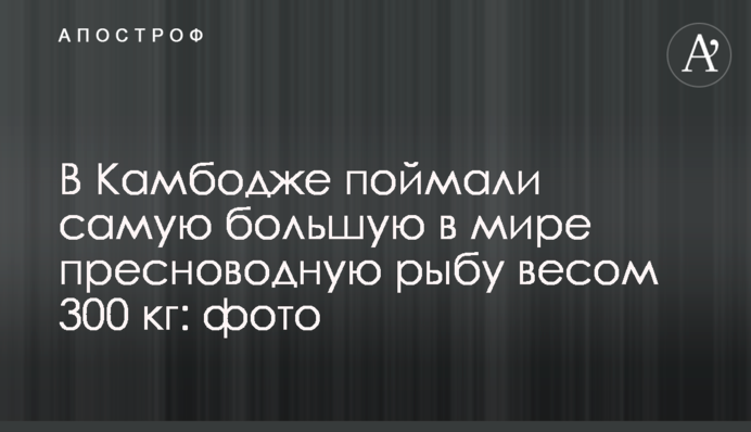 У Камбоджі зловили найбільшу у світі прісноводну рибу вагою 300 кг: фото