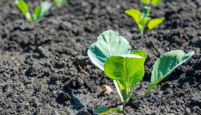 Кабачки, картофель, капуста и не только: что еще можно успеть посадить на грядке до конца июня