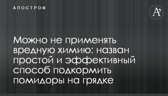 Можно не применять вредную химию: назван простой и эффективный способ подкормить помидоры на грядке
