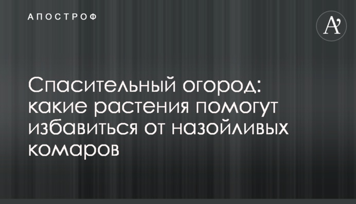Спасительный огород: какие растения помогут избавиться от назойливых комаров