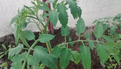 Главное - не переборщить: три подкормки томатов для обильного урожая