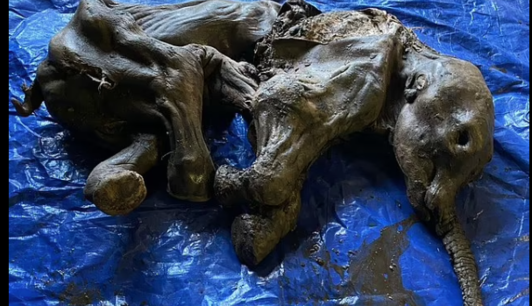 В Канаде нашли уникальную мумию мамонтенка, жившего 30 тысяч лет назад: фото находки