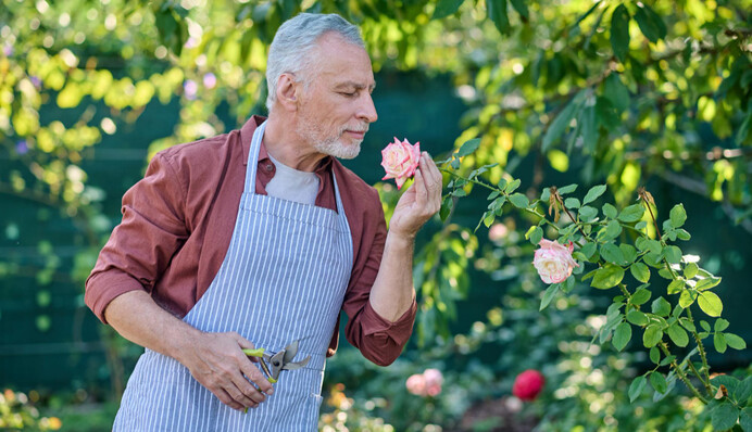 Як омолодити троянди та виростити солодкі томати: допоможе простий засіб