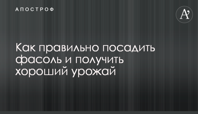 Як правильно посадити квасолю та отримати хороший урожай