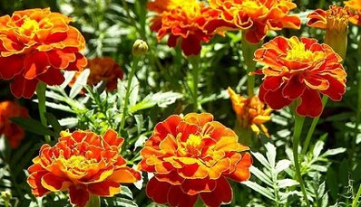 Как правильно выбрать саженцы чернобрывцев и ухаживать за ними: главные советы