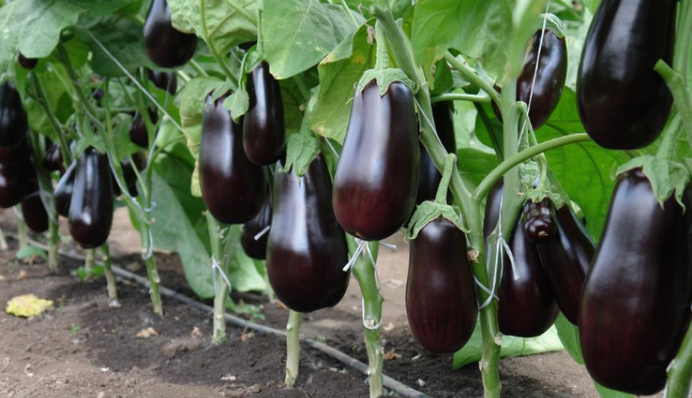 Что может угробить урожай баклажанов: самые распространенные ошибки