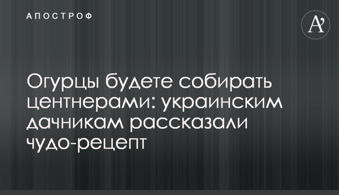 Огурцы будете собирать центнерами: украинским дачникам рассказали чудо-рецепт