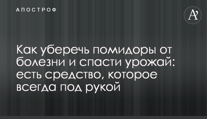 Как уберечь помидоры от болезни и спасти урожай: есть средство, которое всегда под рукой