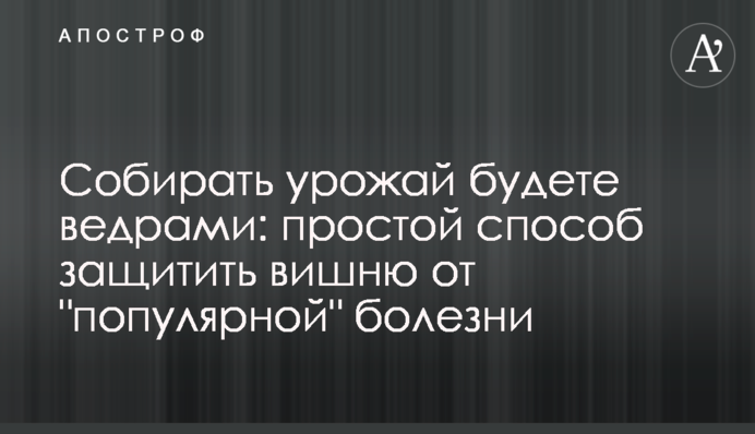 Збирати врожай будете відрами: простий спосіб захистити вишню від 
