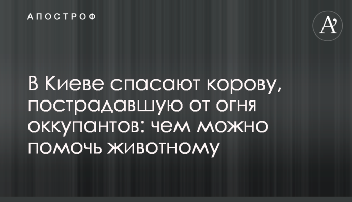 У Києві рятують корову, яка постраждала від вогню окупантів: чим можна допомогти тварині