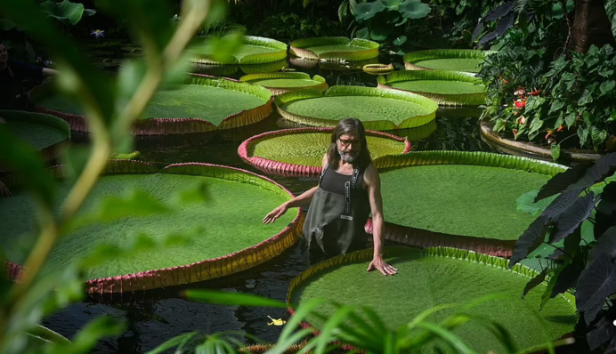 Відкриття століття: у Лондоні виявили найбільше у світі 3-метрове латаття - фото