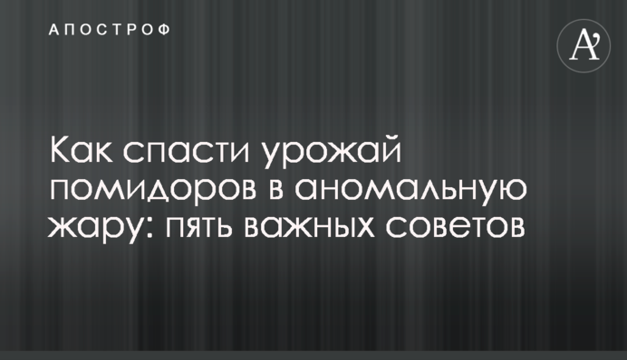 Как спасти урожай помидоров в аномальную жару: пять важных советов