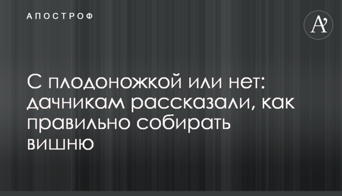 З плодоніжкою чи ні: дачникам розповіли, як правильно збирати вишню